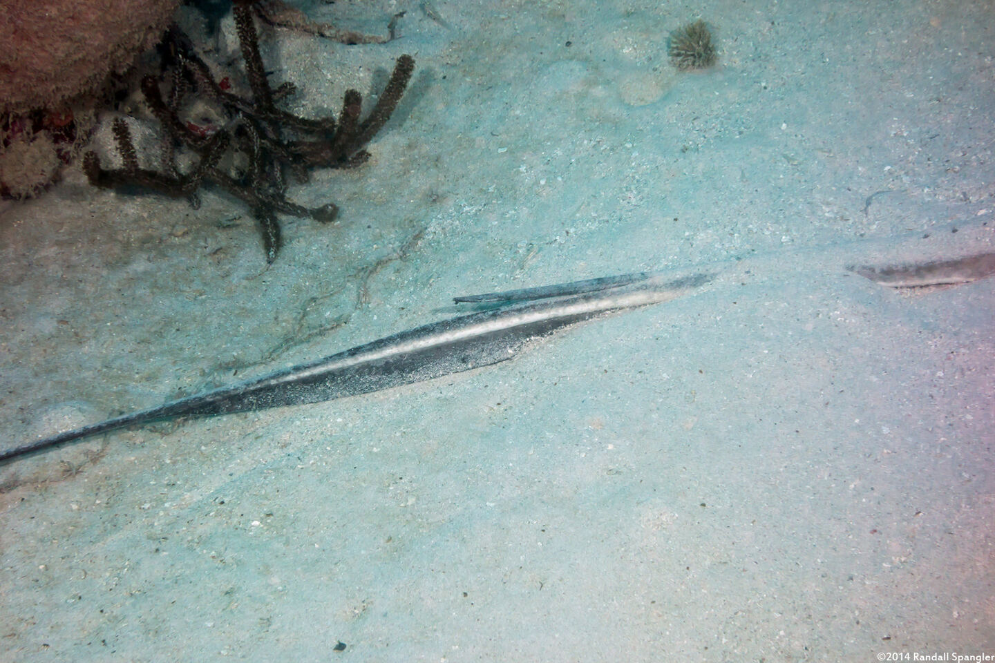 Hypanus americanus (Southern Stingray); The stingray's stinger