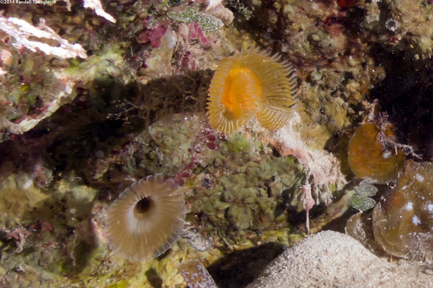 Protula sp.1 (Red-Spotted Horseshoe Worm); The horseshoe worm is the one on the right