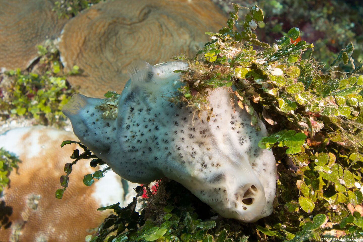 Mycale laevis (Orange Icing Sponge)