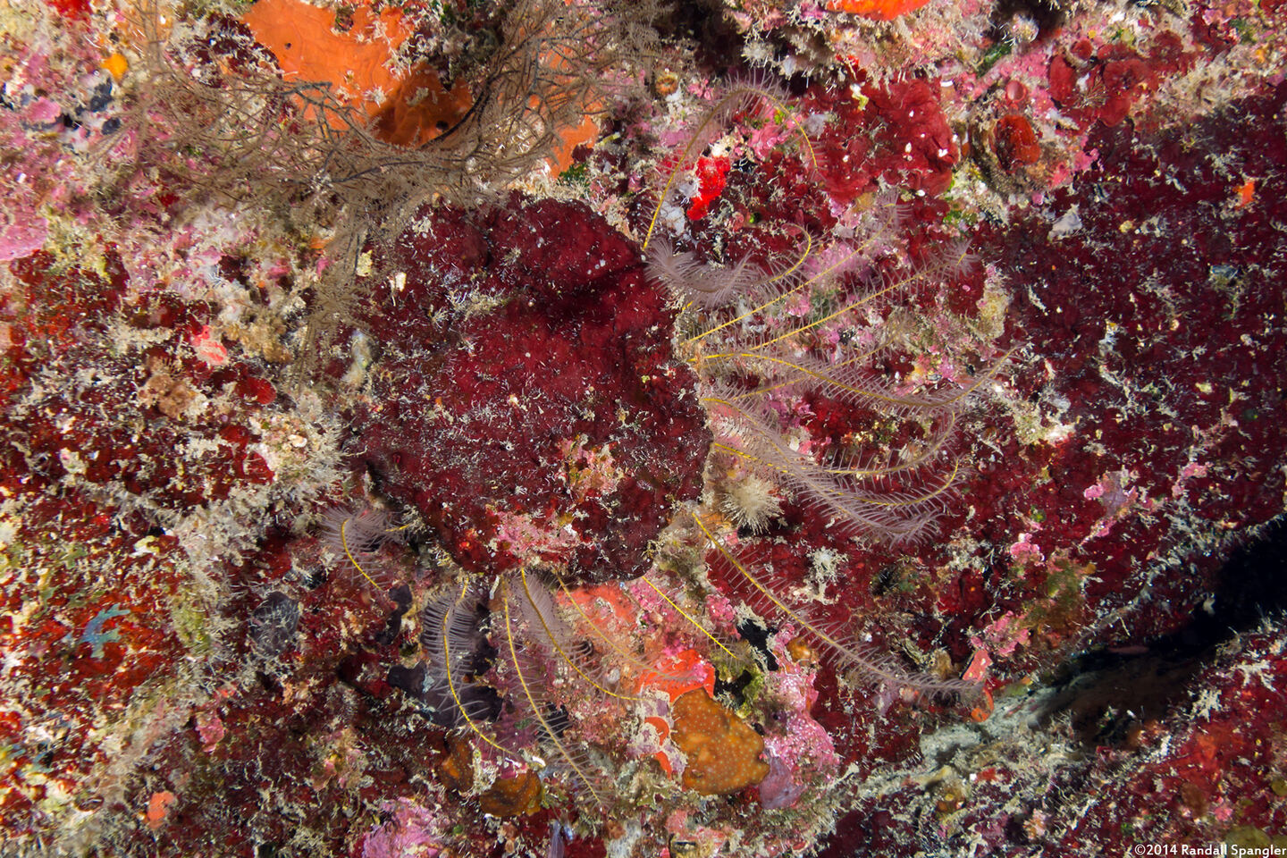 Analcidometra armata (Beaded Crinoid)