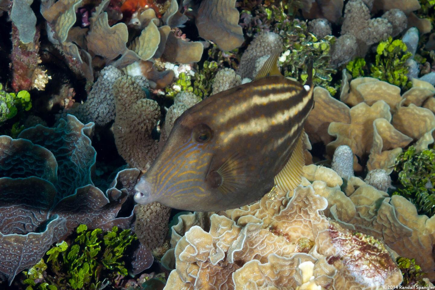 Cantherhines pullus (Orangespotted Filefish)