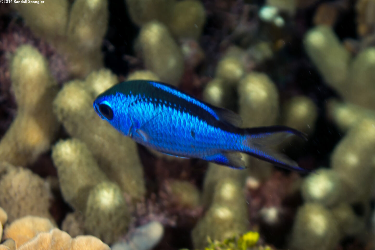 Chromis cyanea (Blue Chromis)