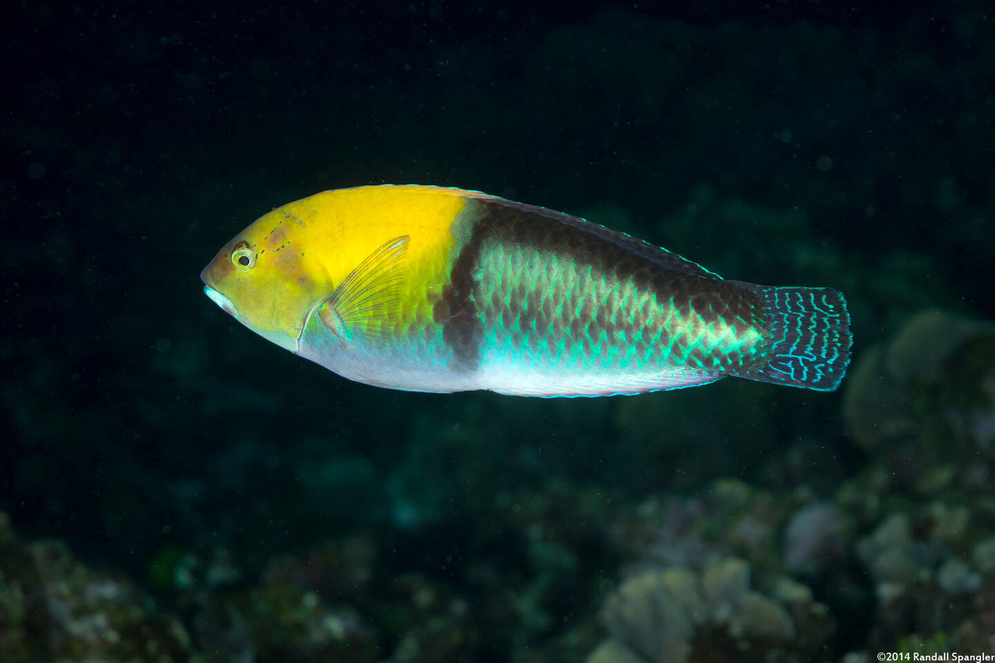 Halichoeres garnoti (Yellowhead Wrasse)