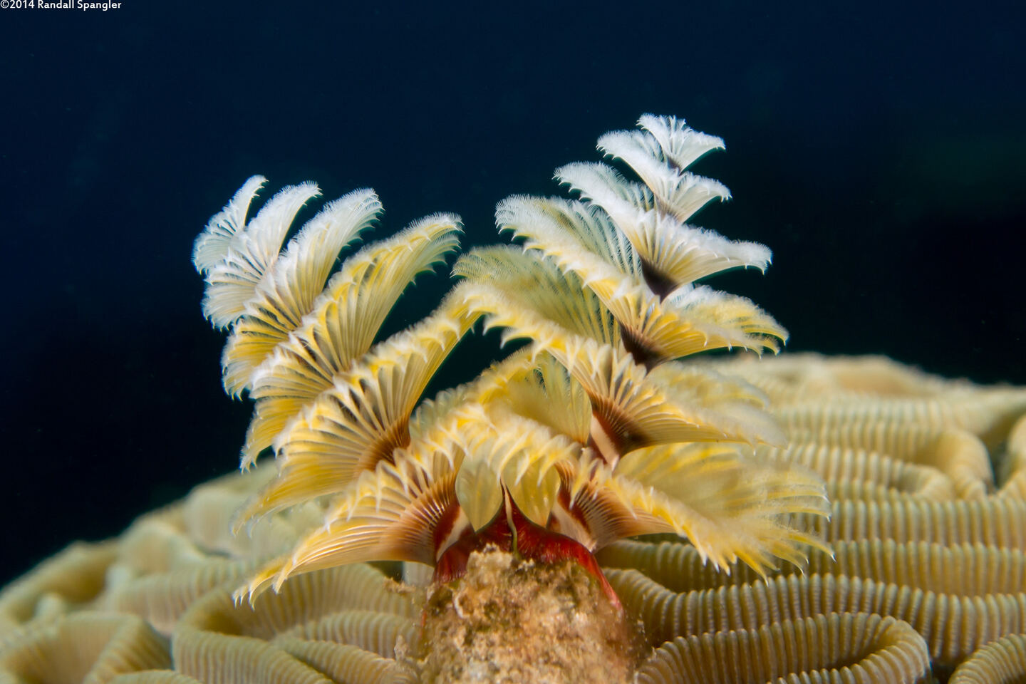 Spirobranchus giganteus (Christmas Tree Worm)