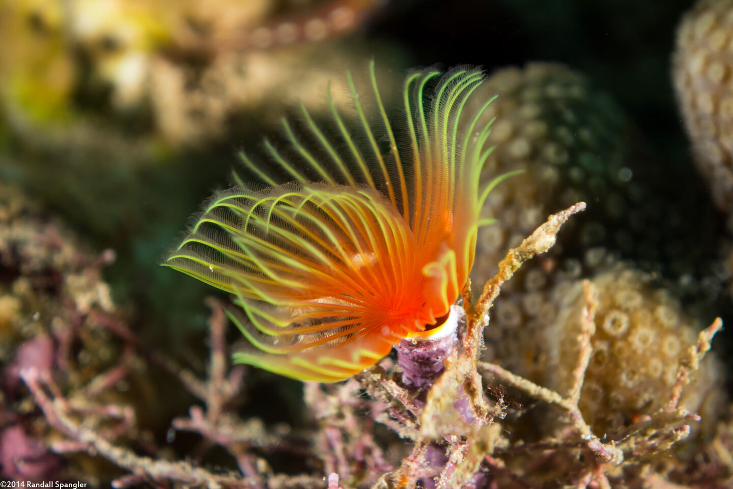 Pomatostegus stellatus (Star Horseshoe Worm)