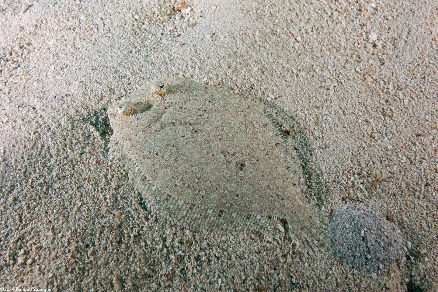 Bothus ocellatus (Eyed Flounder)