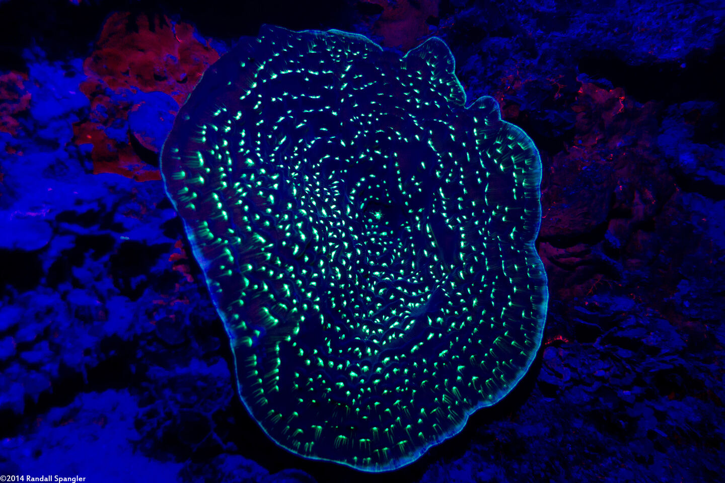 Agaricia fragilis (Fragile Saucer Coral)