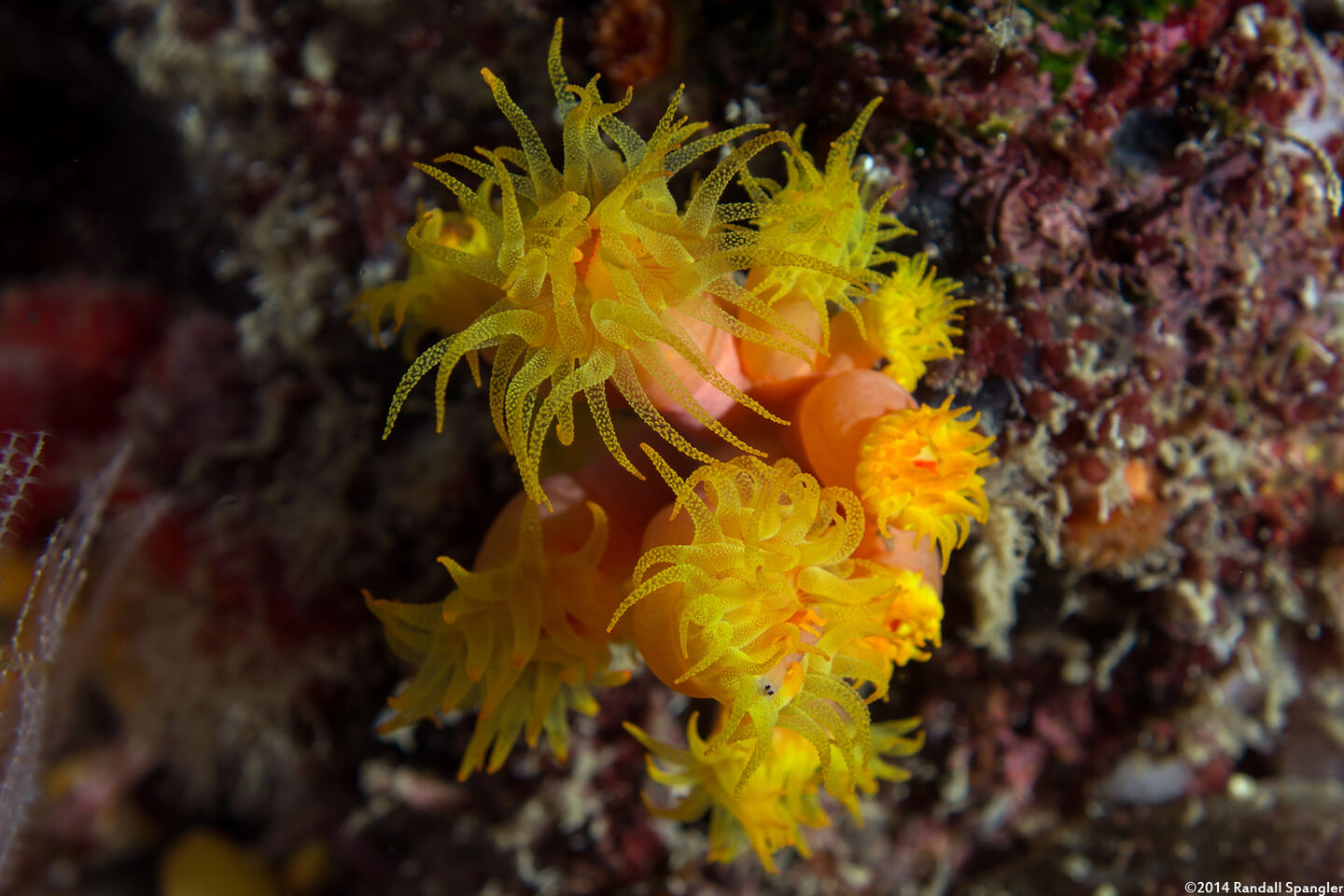Tubastraea coccinea (Orange Cup Coral)