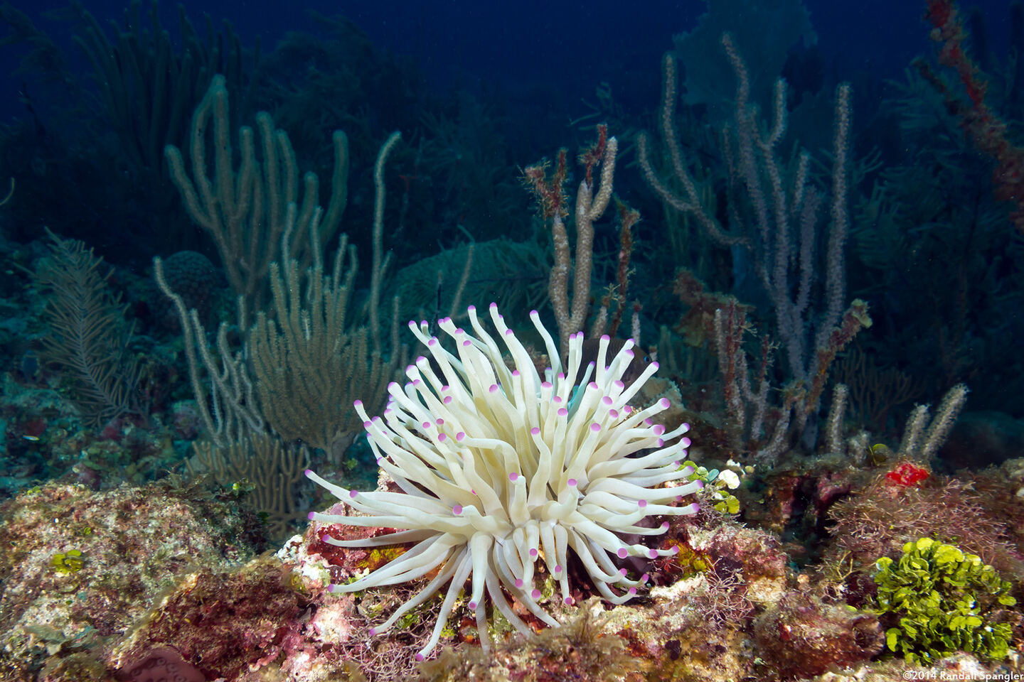 Condylactis gigantea (Giant Anemone)