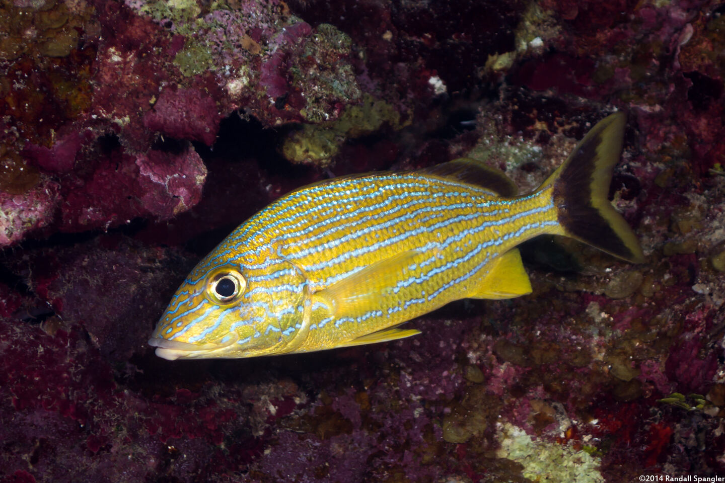 Haemulon sciurus (Bluestriped Grunt)