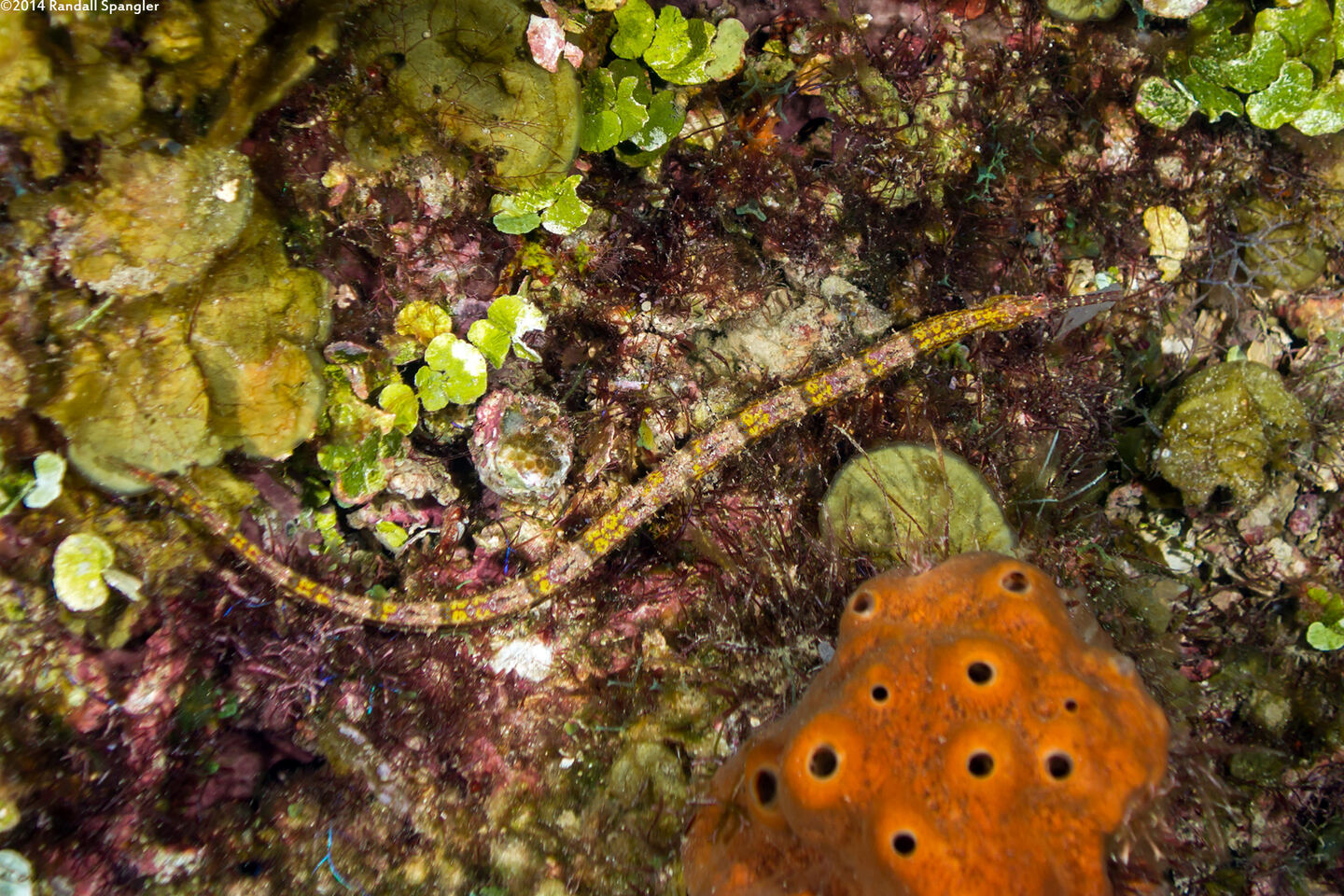 Cosmocampus albirostris (Shortfin Pipefish)
