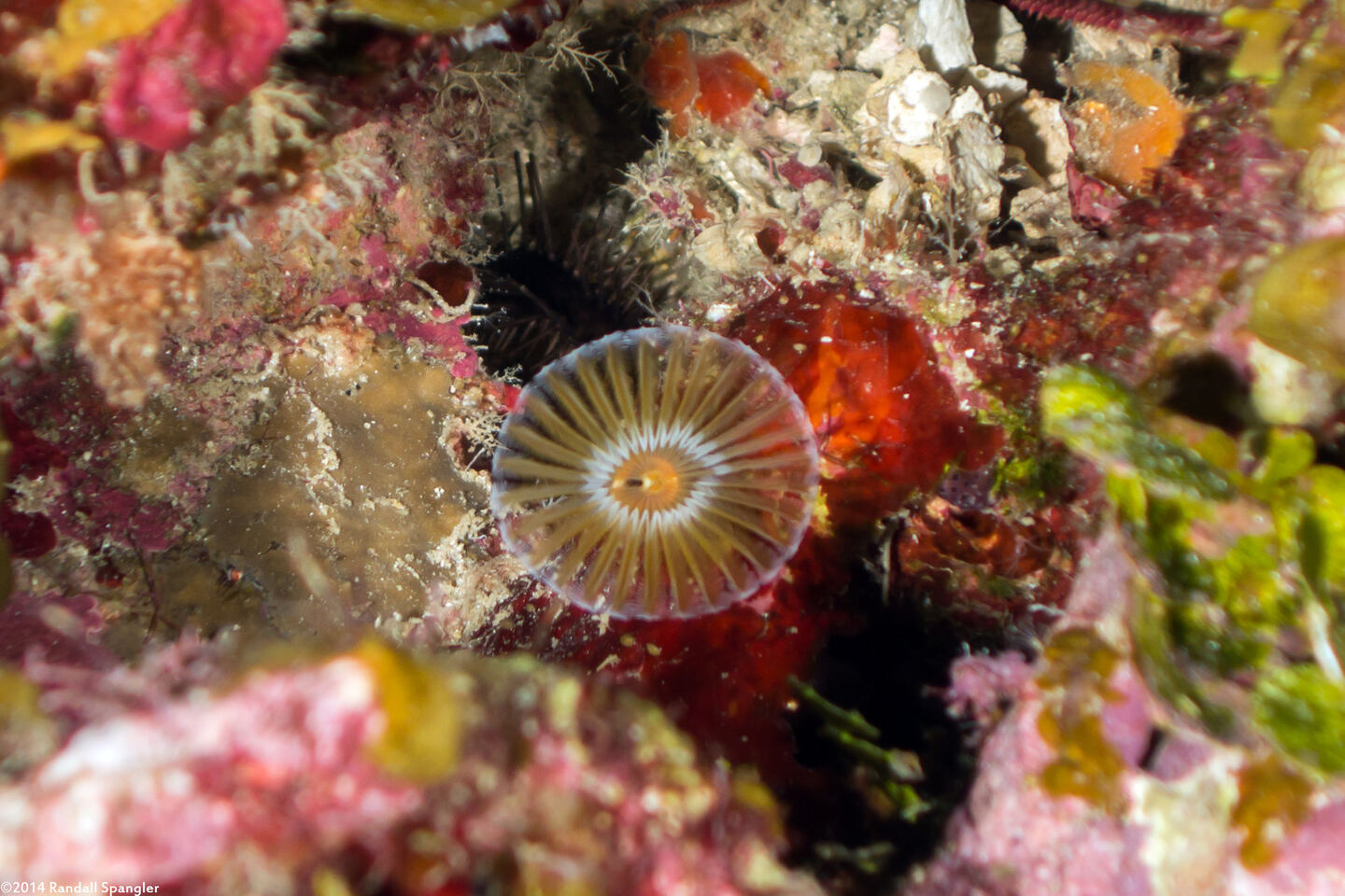 Hypsicomus sp.1 (Ruffled Feather Duster)