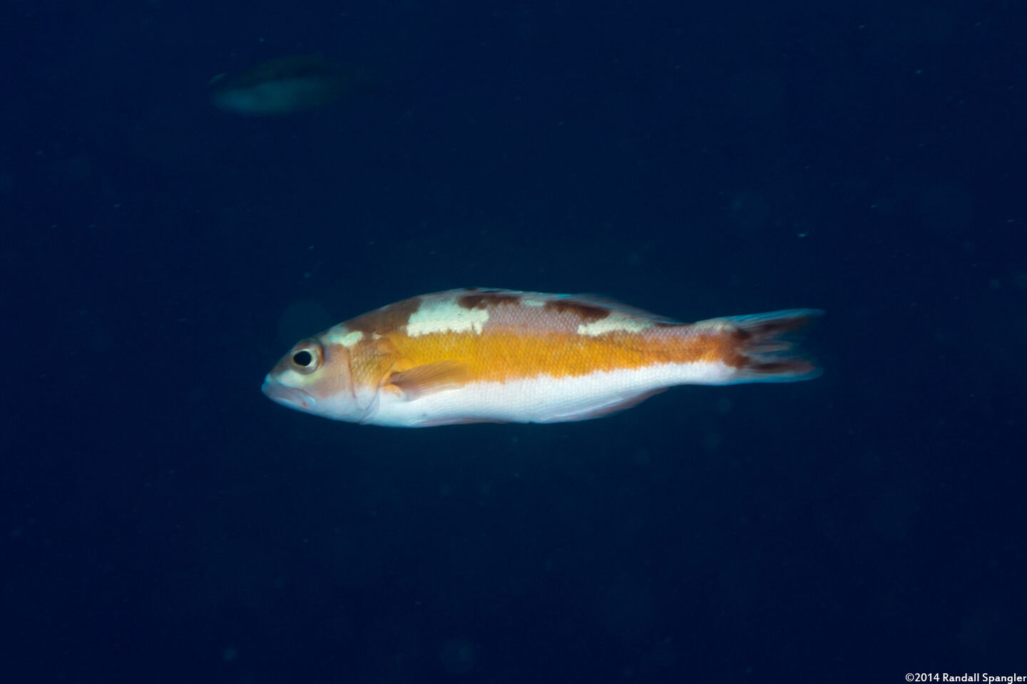 Serranus tabacarius (Tobaccofish)