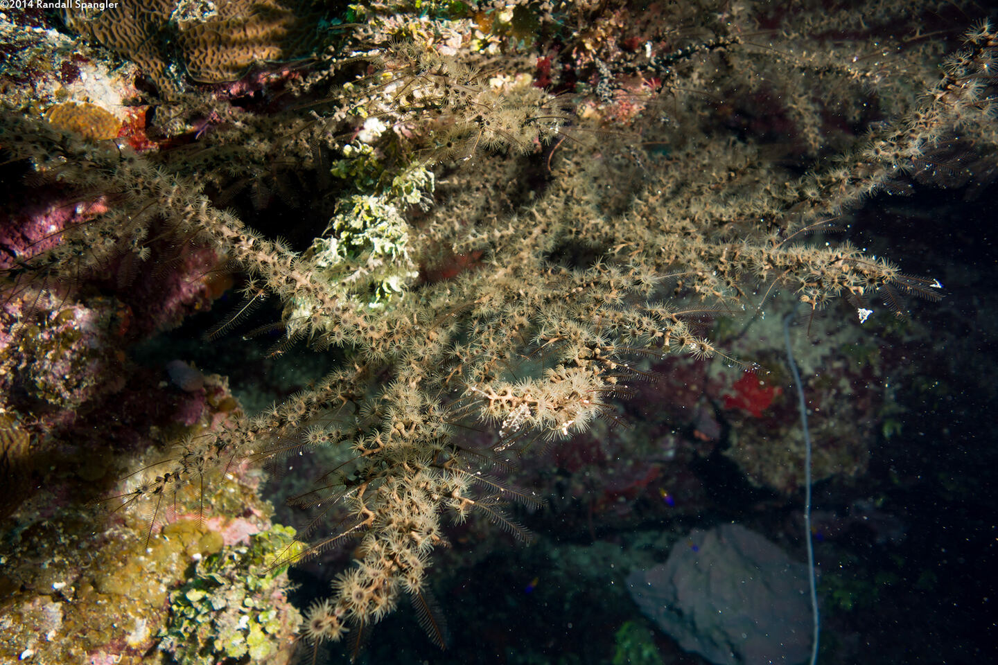 Dentitheca dendritica (Feather Bush Hydroid)