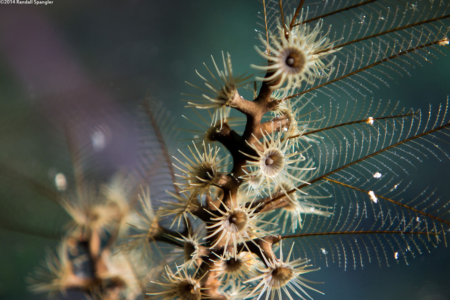 Dentitheca dendritica (Feather Bush Hydroid)