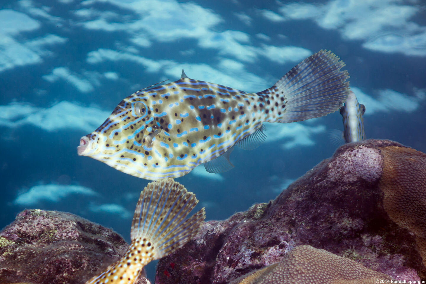 Aluterus scriptus (Scrawled Filefish)