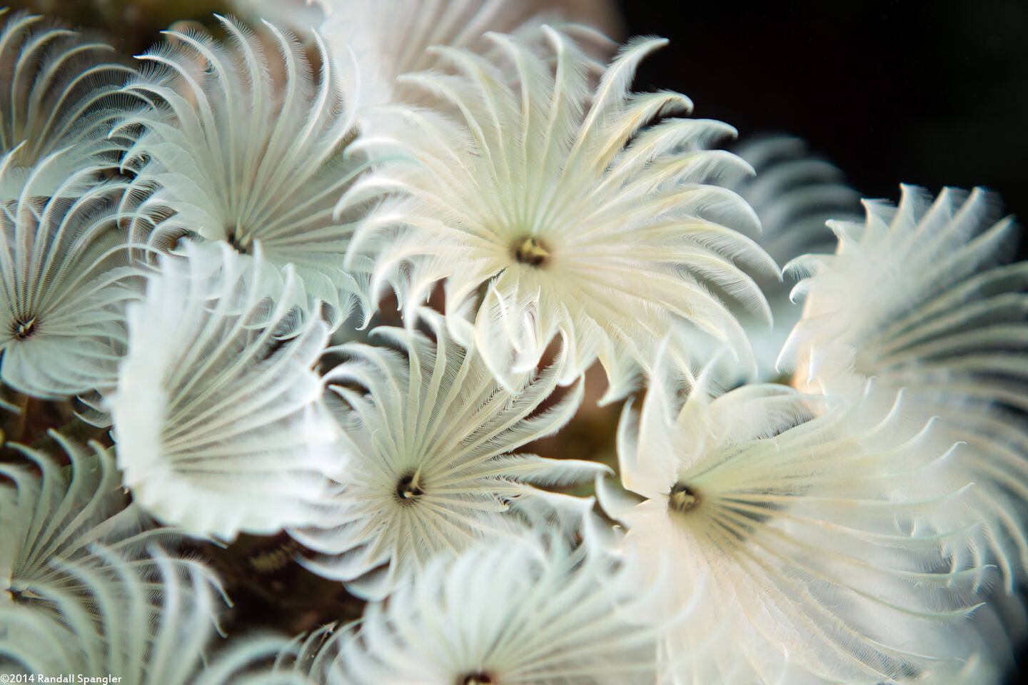 Bispira brunnea (Social Feather Duster)