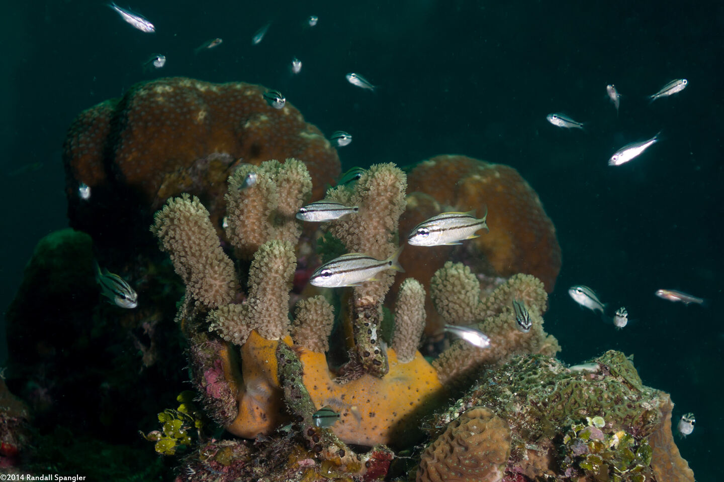 Haemulon flavolineatum (French Grunt)