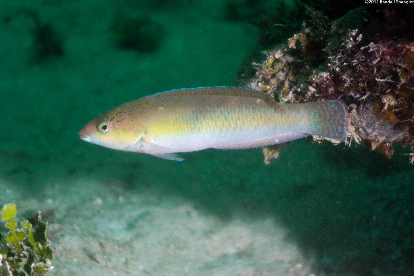 Halichoeres garnoti (Yellowhead Wrasse)