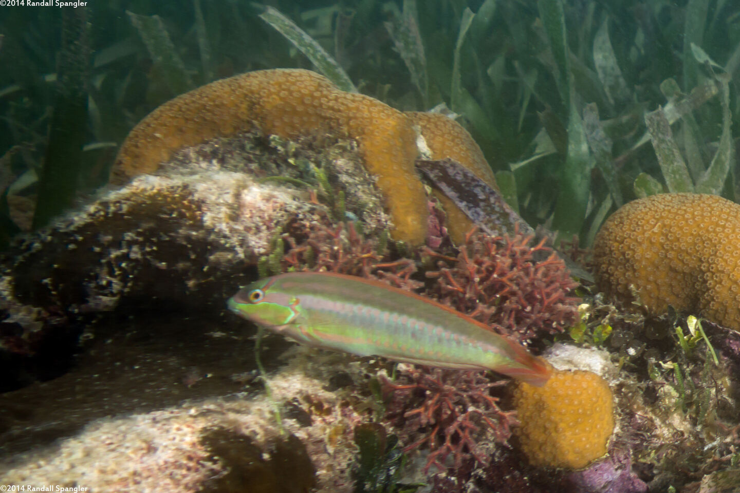 Halichoeres bivittatus (Slippery Dick)