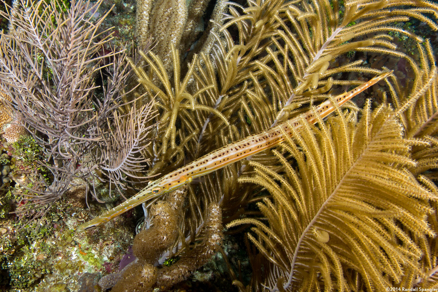 Aulostomus maculatus (Atlantic Trumpetfish)