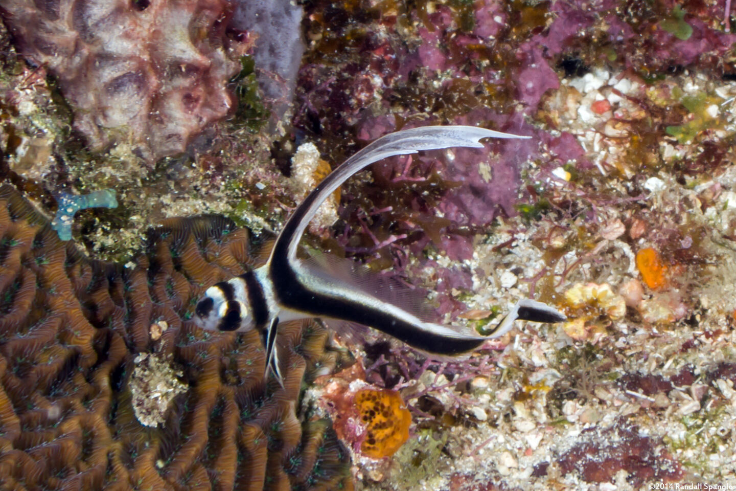 Equetas punctatus (Spotted Drum)