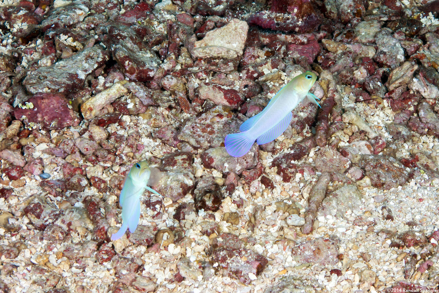 Opistognathus aurifrons (Yellowhead Jawfish)