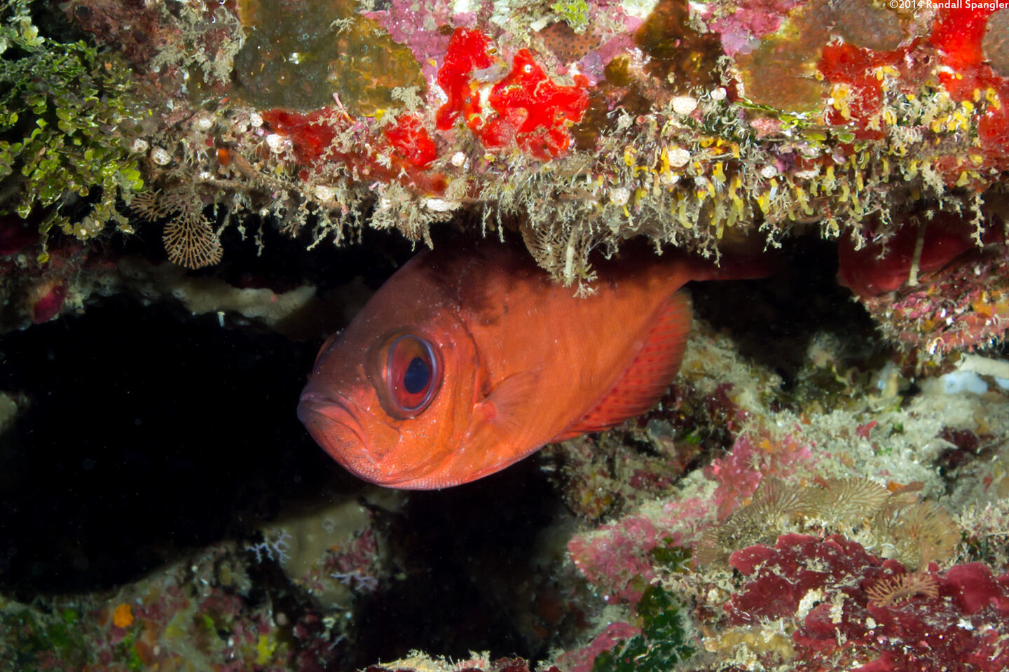 Priacanthus arenatus (Bigeye)