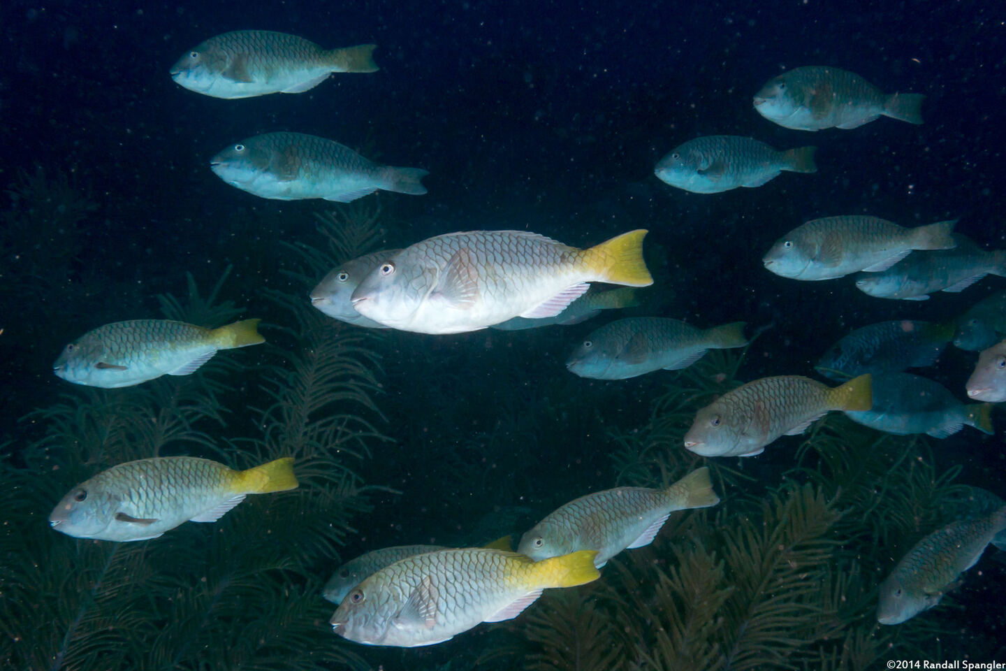 Sparisoma rubripinne (Yellowtail Parrotfish)