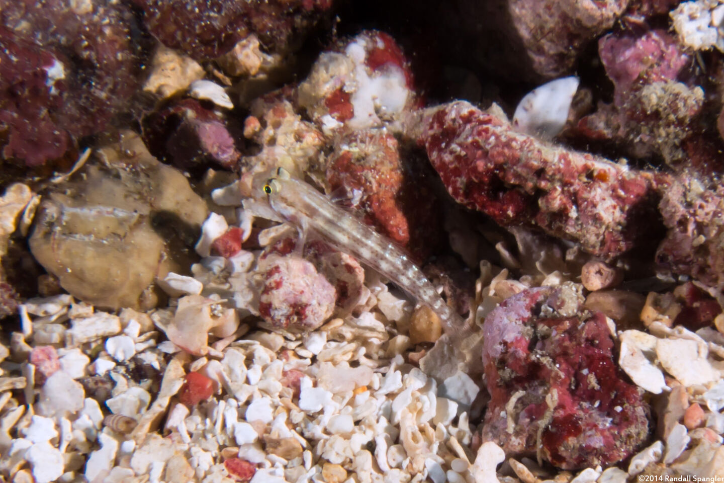 Gnatholepis thompsoni (Goldspot Goby)