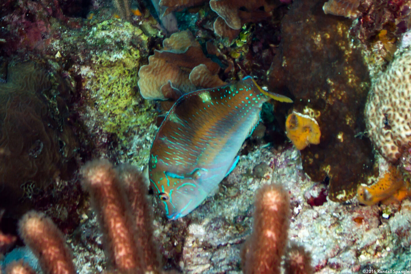 Halichoeres radiatus (Puddingwife)