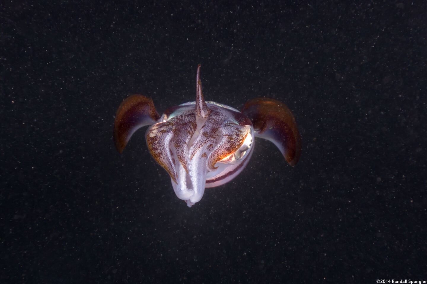 Sepioteuthis sepioidea (Caribbean Reef Squid)