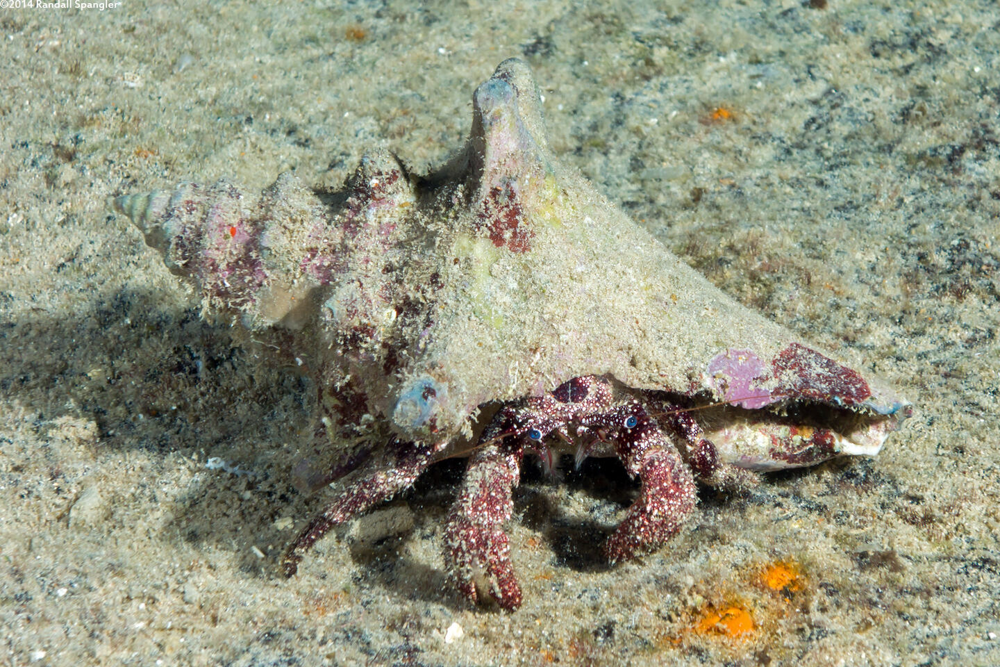 Paguristes puncticeps (Whitespeckled Hermit Crab)