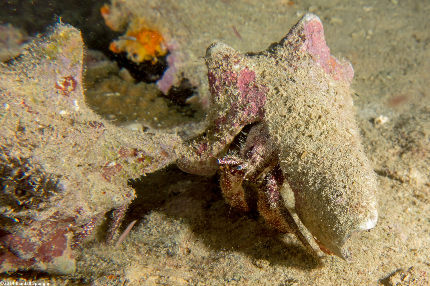 Paguristes puncticeps (Whitespeckled Hermit Crab)