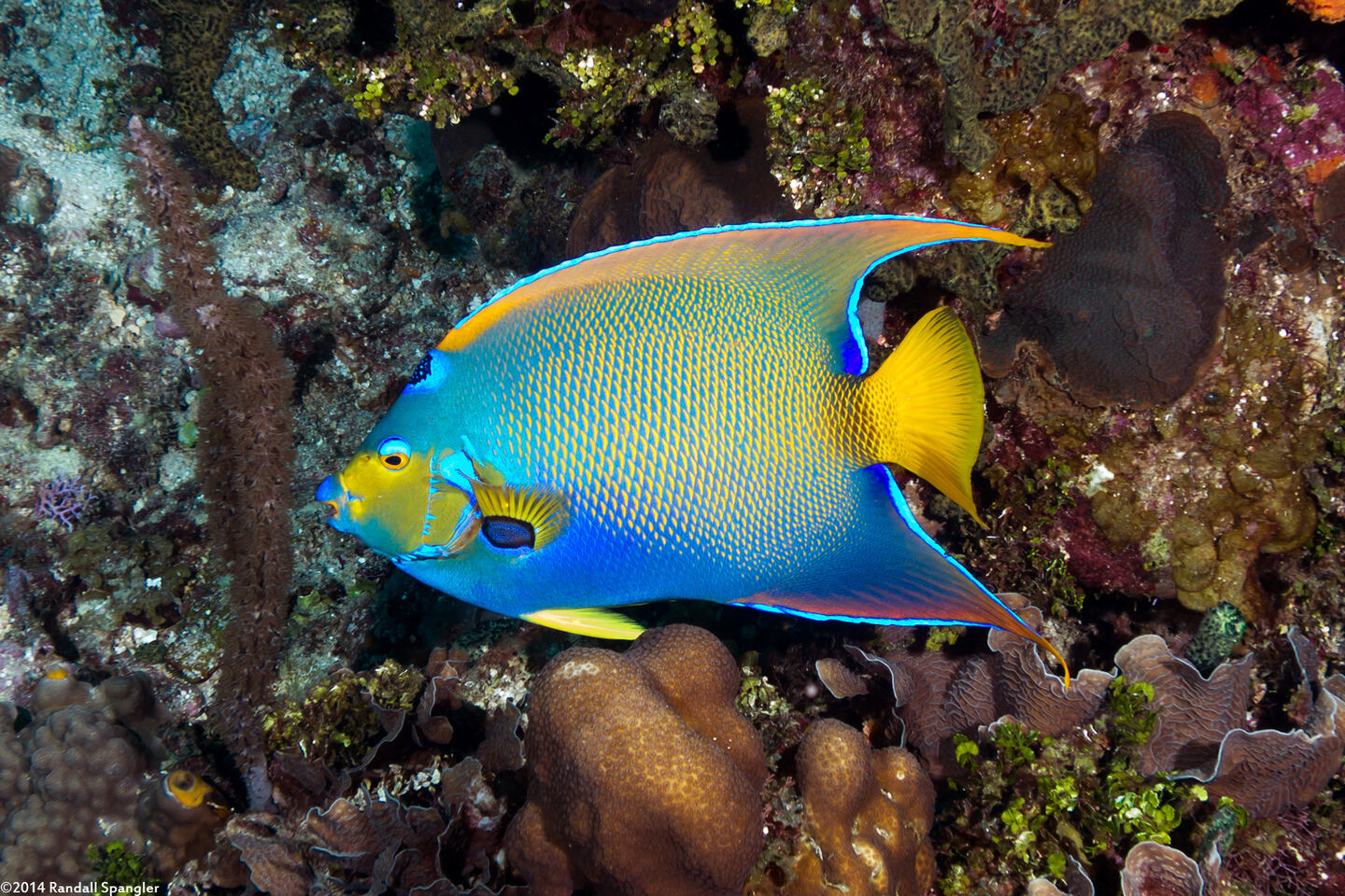 Holacanthus ciliaris (Queen Angelfish)