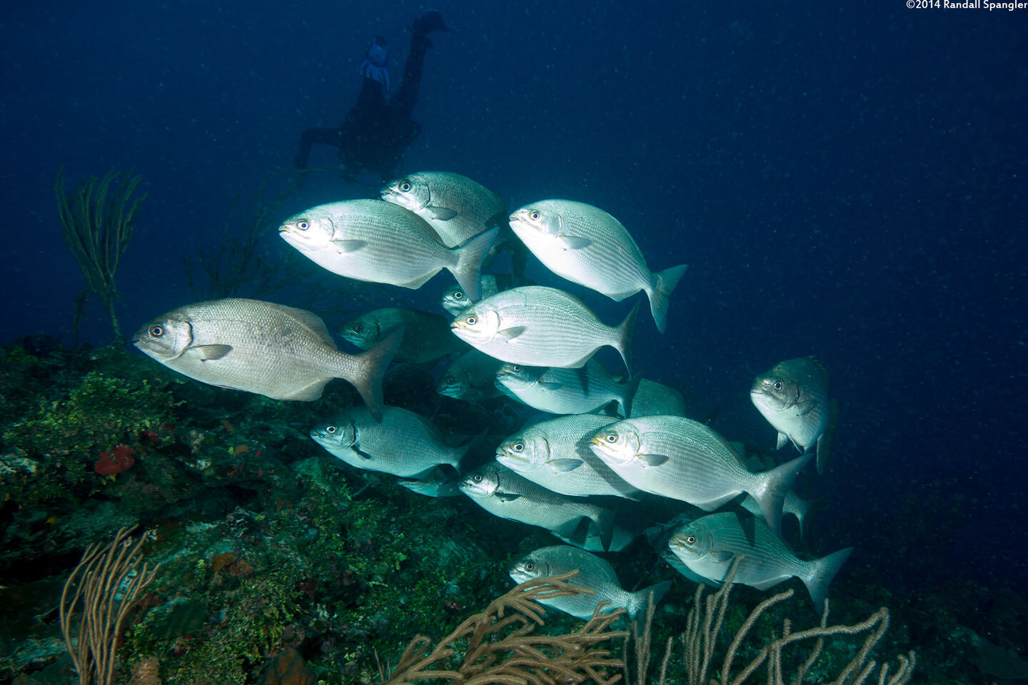Kyphosus sectatrix (Bermuda Chub)