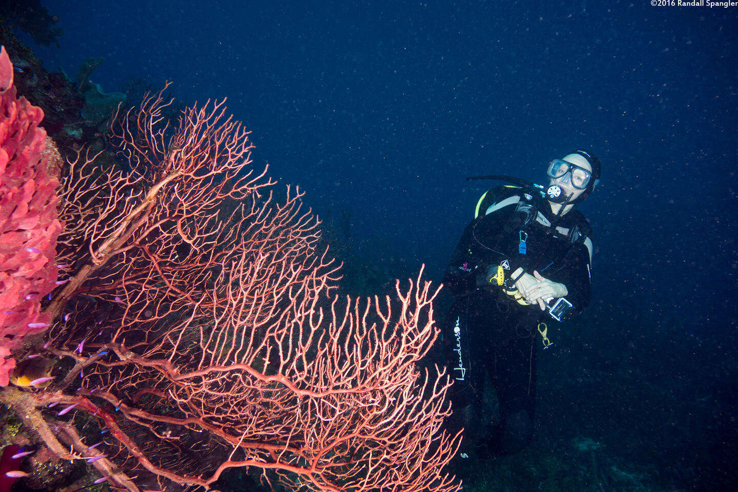 Iciligorgia schrammi (Deepwater Sea Fan)