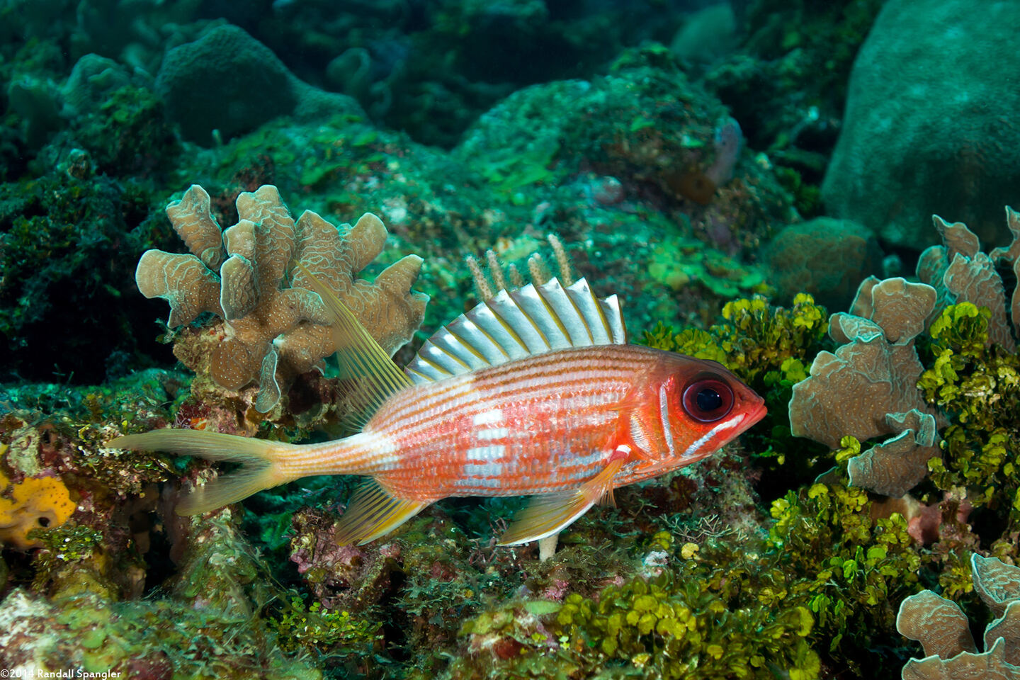 Holocentrus rufus (Longspine Squirrelfish)