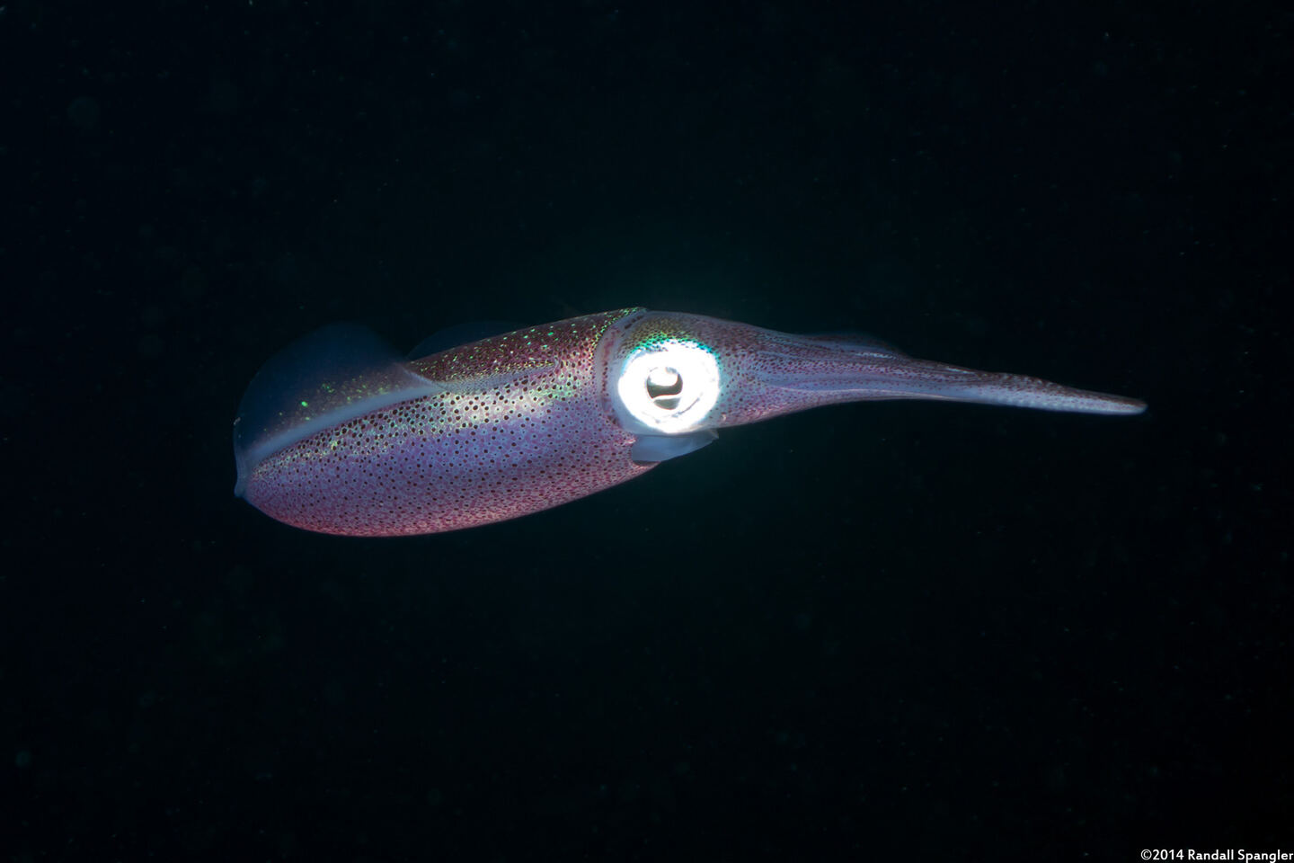 Sepioteuthis sepioidea (Caribbean Reef Squid)
