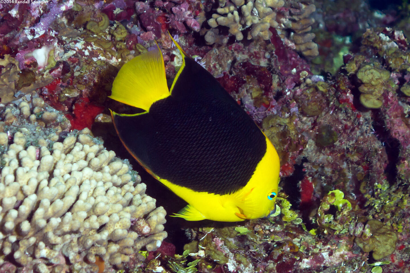 Holacanthus tricolor (Rock Beauty)