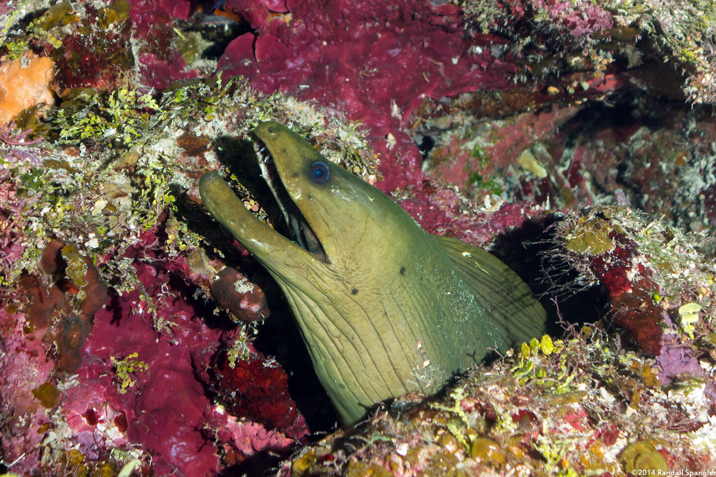 Gymnothorax funebris (Green Moray)