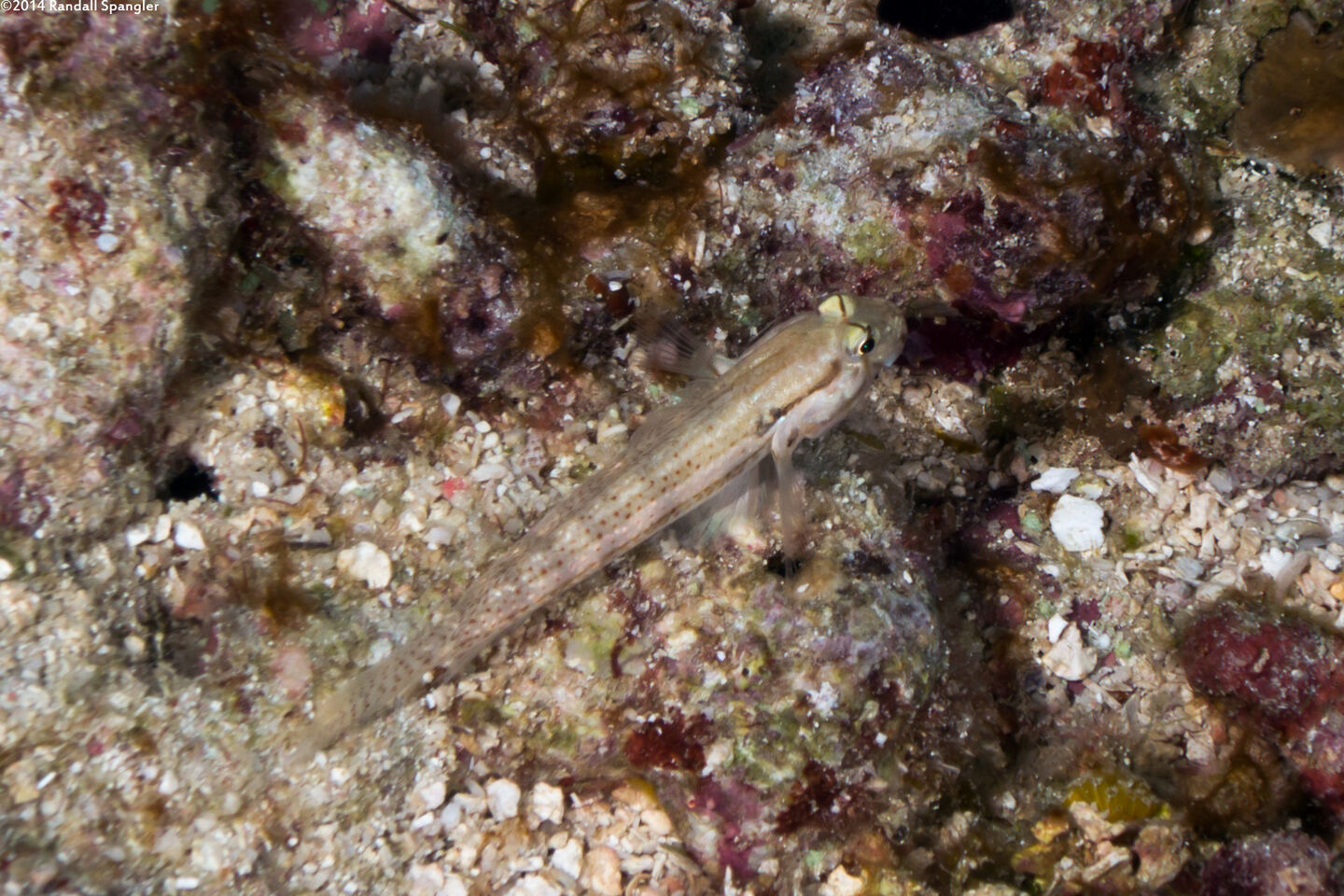 Gnatholepis thompsoni (Goldspot Goby)