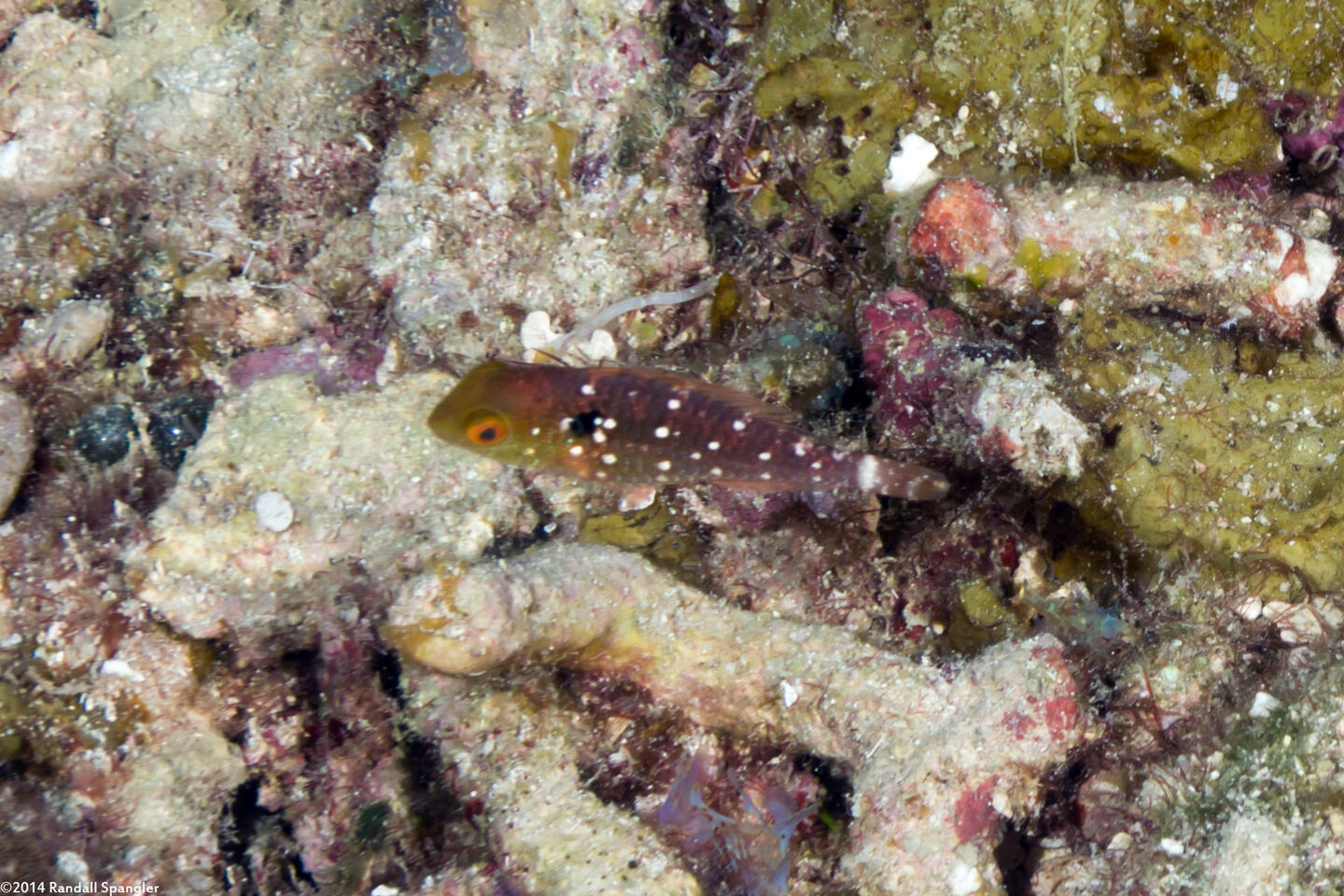 Sparisoma viride (Stoplight Parrotfish)