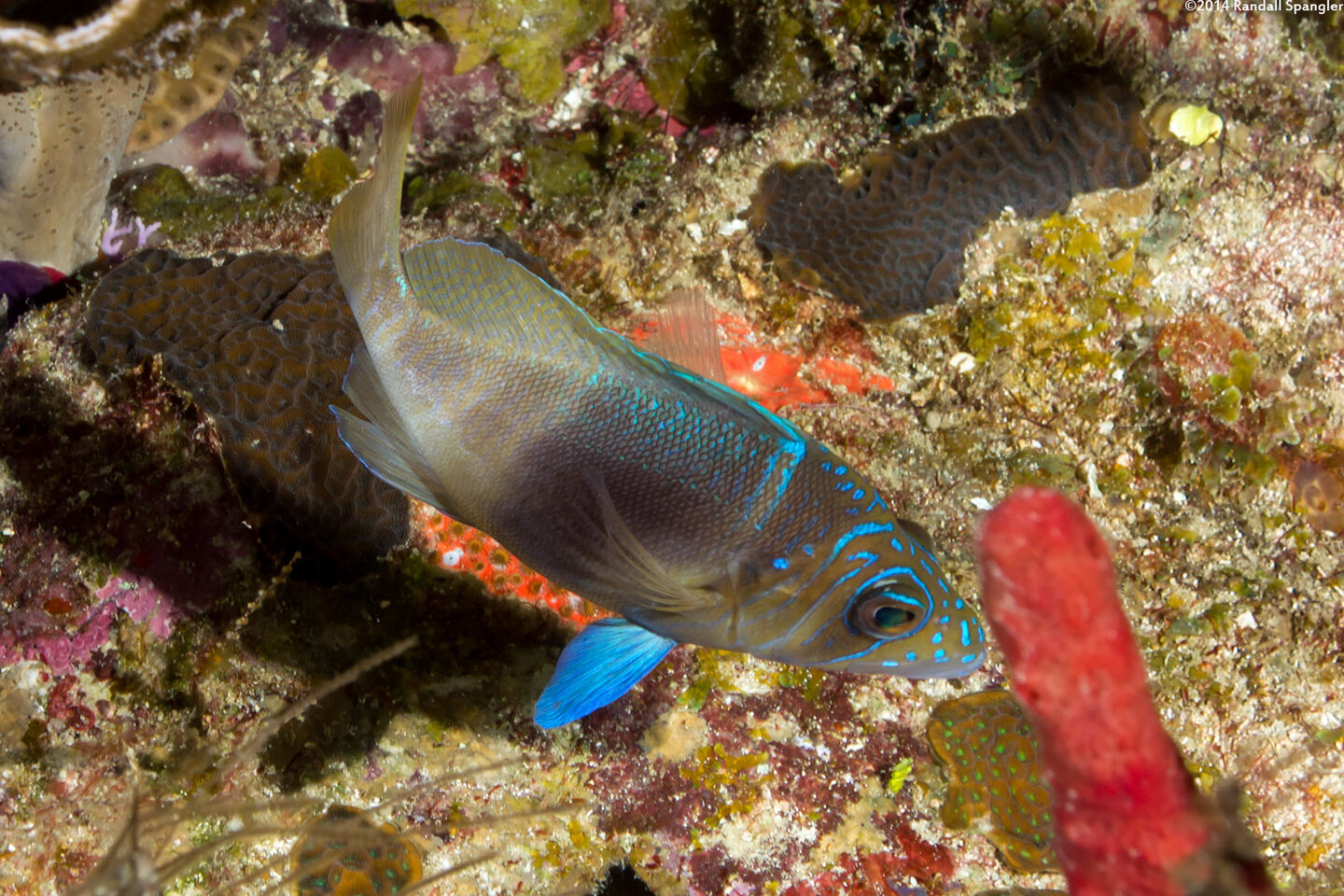 Hypoplectrus puella (Barred Hamlet)