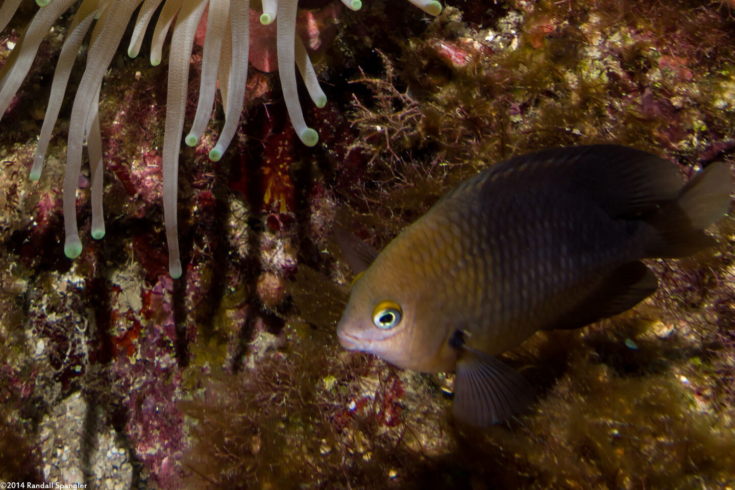 Stegastes diencaeus (Longfin Damselfish)