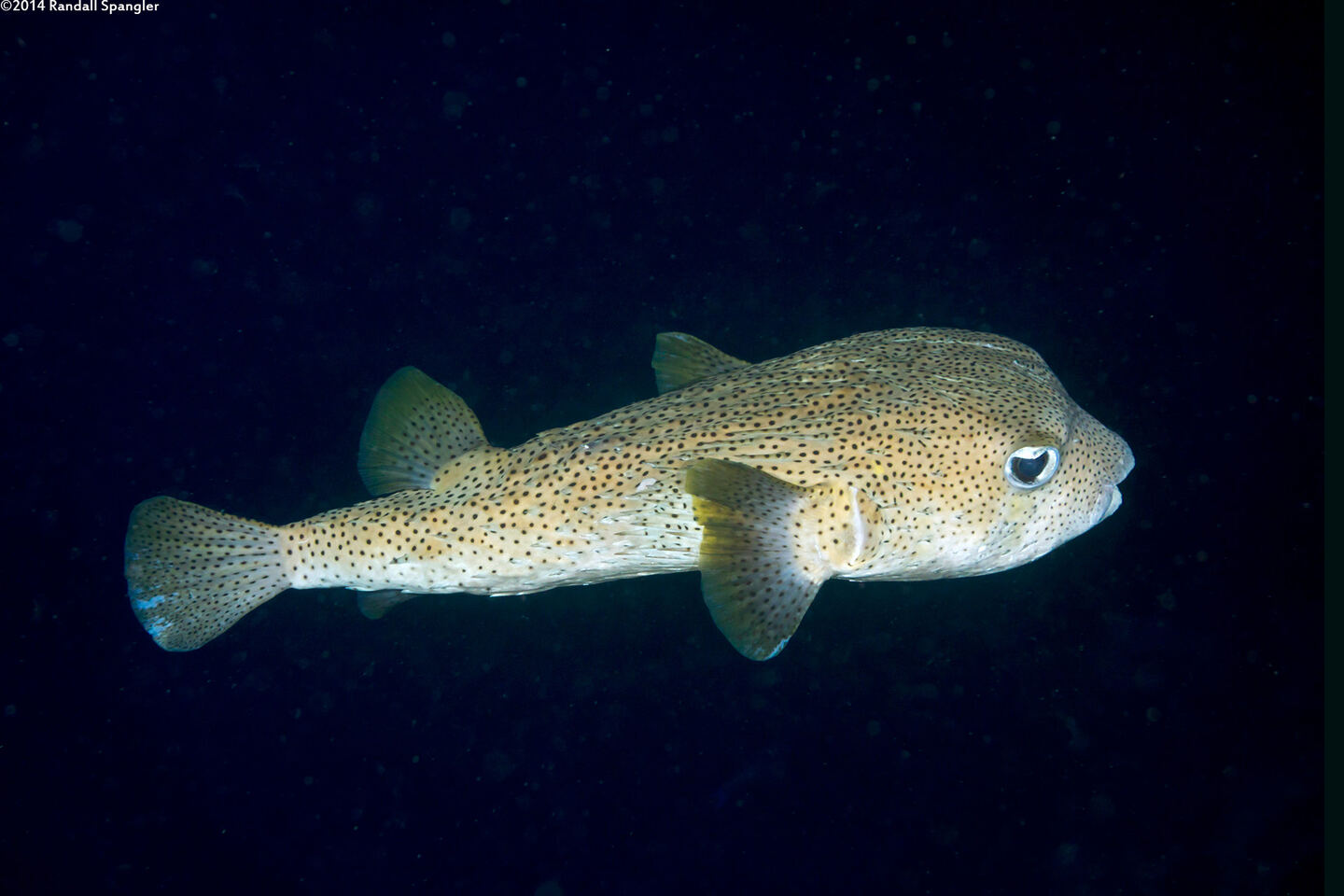 Diodon hystrix (Porcupinefish)