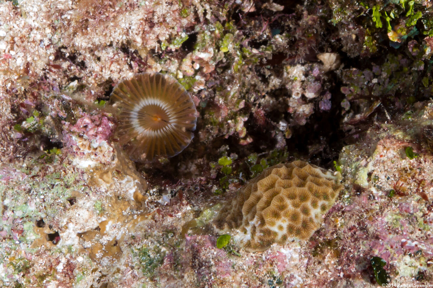 Hypsicomus sp.1 (Ruffled Feather Duster)