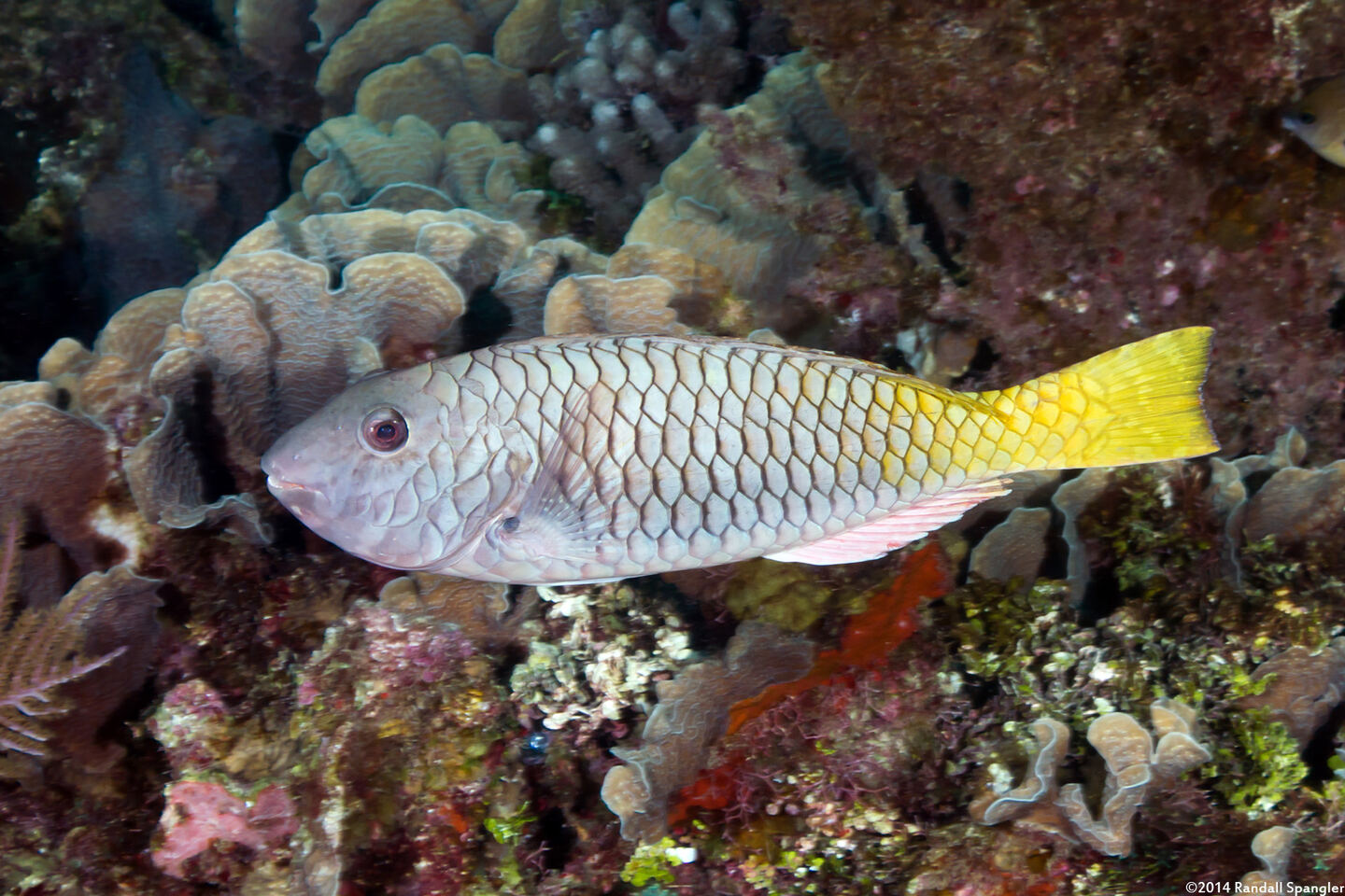 Sparisoma rubripinne (Yellowtail Parrotfish)