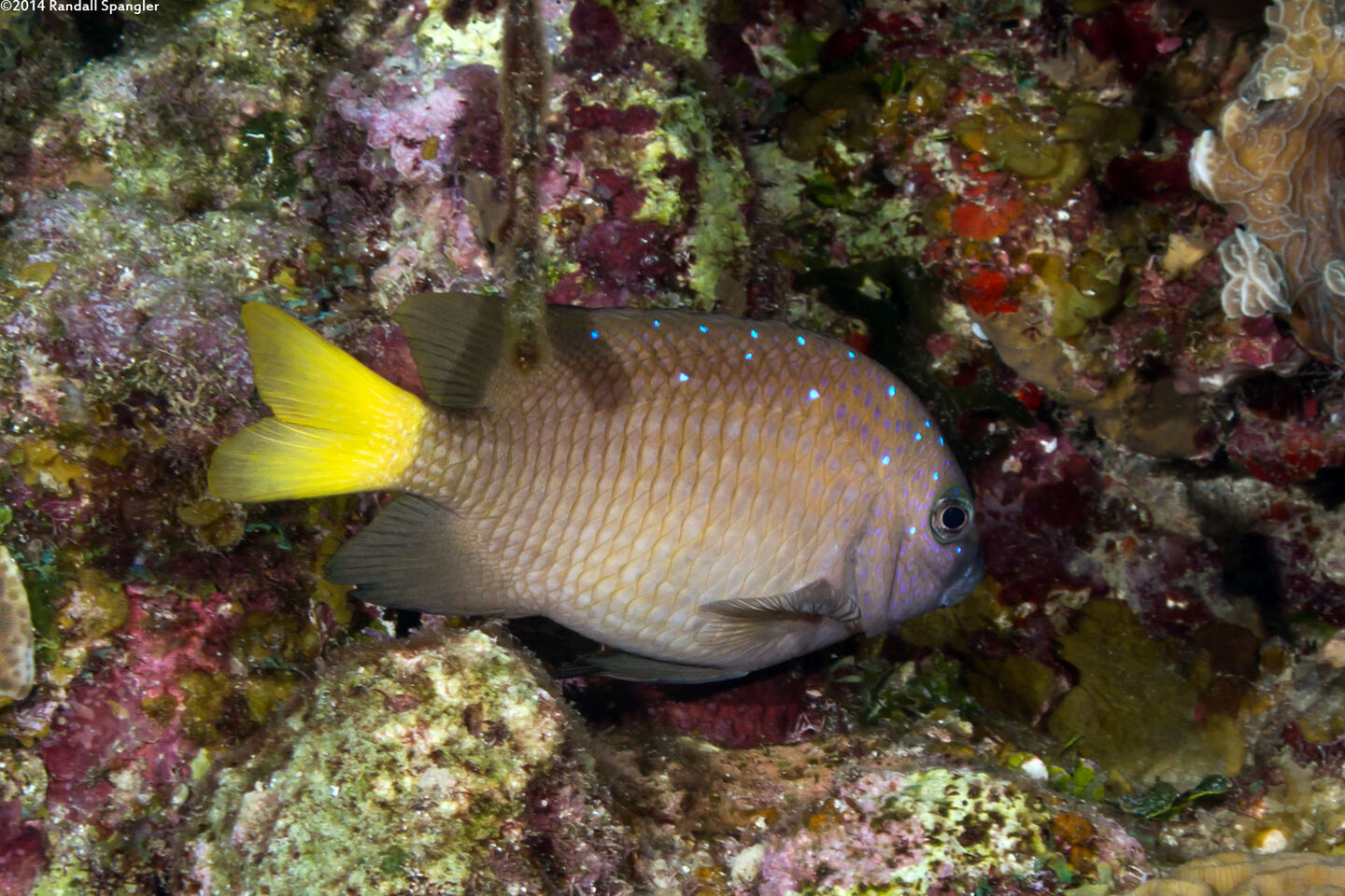 Microspathodon chrysurus (Yellowtail Damselfish)