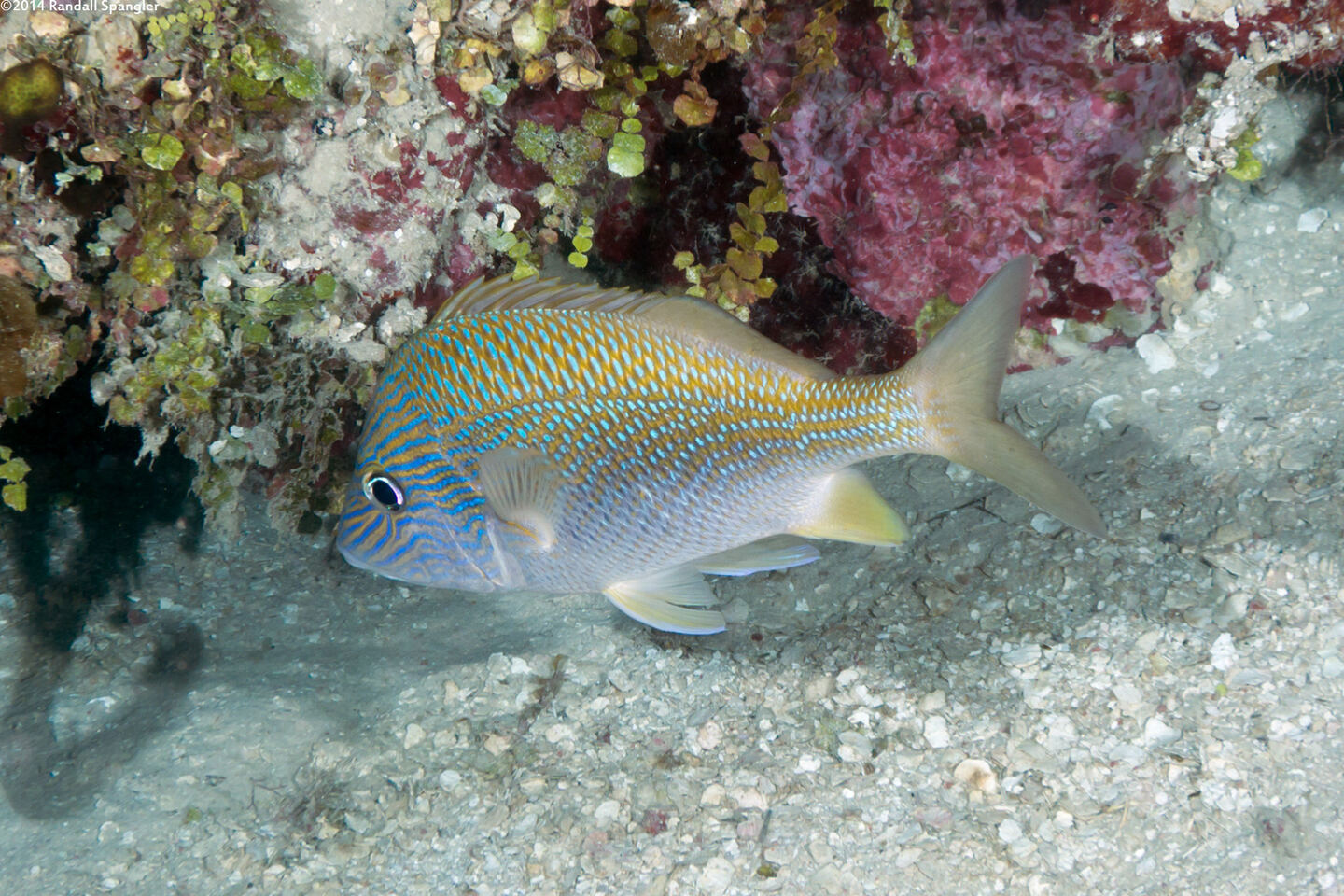 Haemulon plumierii (White Grunt)